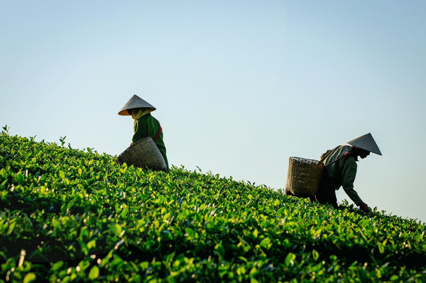 Tea harvesters